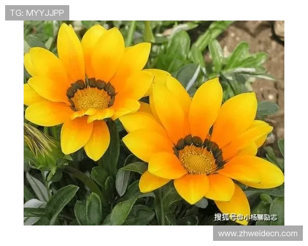 使用开运在线登录轻松掌握每日运势,助你事业家庭双丰收,幸福满满 使用开运在线登录轻松掌握每日运势,助你事业家庭双丰收,幸福满满